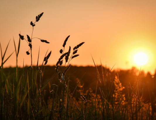 Image of the morning sun golden in background with the shadow of grass in the front.